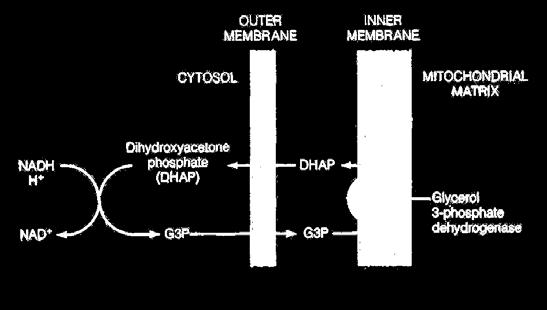 המעבורת הגליקוליטית: מעבירה אלקטרונים מהציטוזול למיטוכונדריה. שמירה על רמות.NADH 1. תוצר הביקוע האלדולי בגליקוליזה, הידרוקסי-אצטון פוספט,(DHAP) בנוכחות +,NADH+H הופך לגליצרול 3 -פוספט ו- +.