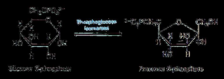 פרוקטוז- 6 -פוספט..1.