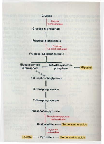 מעקף 2: מעקף עבור האנזים ) 1 Phosphofructokinase (PFK כלומר, מעקף עבור הריאקציה ה- 3 של הגליקוליזה, זהו השלב התשיעי של הגלוקונאוגנזה.