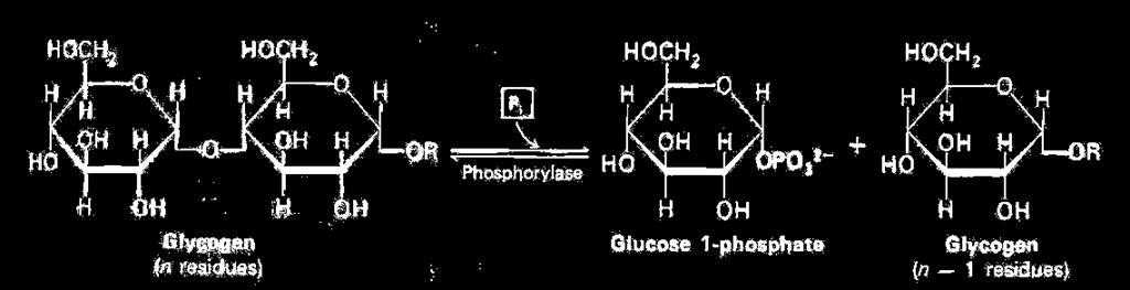 בשלב הבא האנזים Phosphoglucomutase מבצע איזומריזציה למולקולת ה- Glucose-1phosphate לקבלת מולקולת.