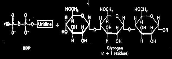 מולקולת Glucose-1-phosphate בריאקציה הבאה האנזים UDP-GlucosePyrophosphorylase אשר הינו