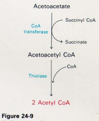 המטבוליזם הקטוני β-hydroxybutyrate ו- Acetoacetate מיוצרים בעיקר בכבד.