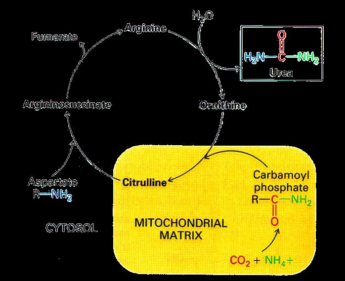 קרבוקסילציה לקבלת carbamoylphosphate ודחיסה עם ornithine לקבלת citruline תהליך זה מתרחש במטריקס שח