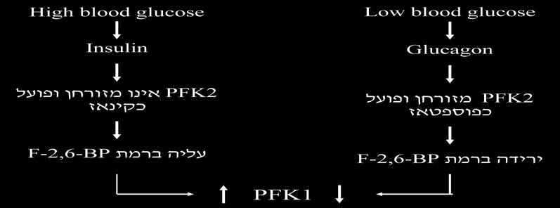 הגליקוליזה בכבד: תפקיד הכבד בגוף הוא לנטר ולאזן את רמות הגלוקוז בדם. לכן תהליך הגליקוליזה שונה בכבד, הכבד אינו משתמש בגלוקוז כמטבוליט אלא בפרוקטוז 2,6 -ביפוספט.