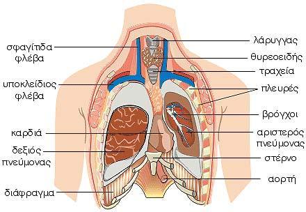 1.1. Αναπνευστικό σύστημα γενικά Το αναπνευστικό σύστημα προστατεύεται από το θώρακα που είναι ένας κύλινδρος ακανόνιστου σχήματος με ένα στενό άνοιγμα στο επάνω μέρος και ένα σχετικά μεγάλο άνοιγμα