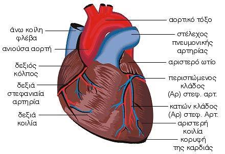 2.1. ΚΑΡΔΙΑΓΓΕΙΑΚΟ ΣΥΣΤΗΜΑ ΓΕΝΙΚΑ Η χρησιμότητα του καρδιαγγειακού συστήματος είναι η μεταφορά και η κατανομή του αίματος στα διάφορα όργανα του σώματος με σκοπό την θρέψη και την οργάνωση των ιστών,