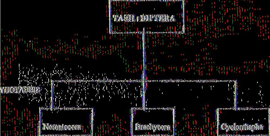 Τα δίπτερα ταξινομικά διαιρούνται σε τρεις μεγάλες υποτάξεις: Nematocera, Brachycera και Cyclorrhapha.