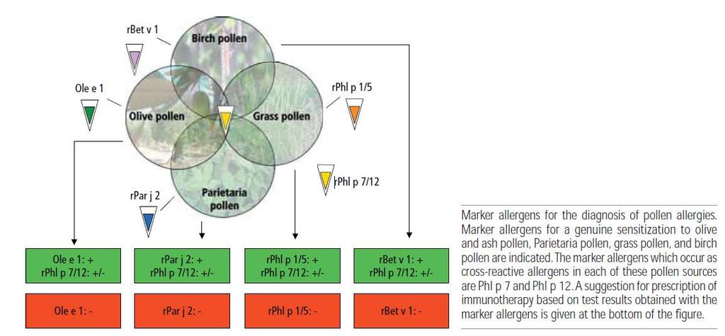 Selection of allergens for immunotherapy rphlp7 :πολκαλσίνη