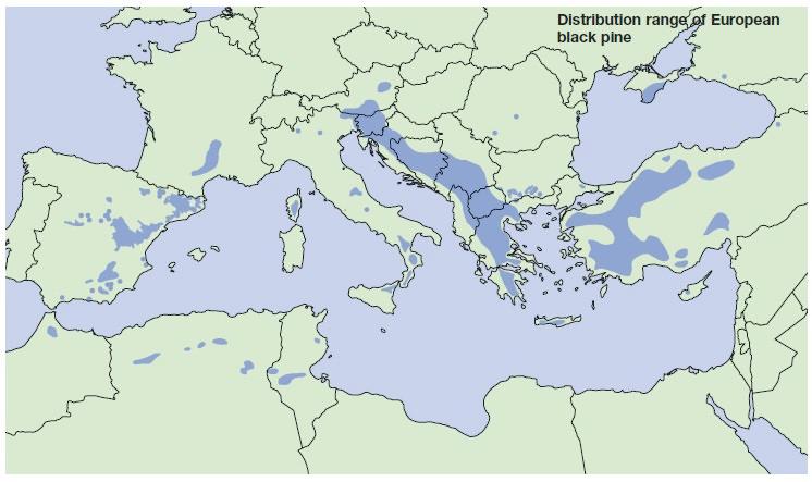 σε αυτή την κατά τα άλλα διακοπτόµενη περιοχή οφείλεται η µεγάλη γενετική και φαινοτυπική παραλλακτικότητα, θεωρείται ως ένα συλλογικό είδος (Isajev et al., 2004).