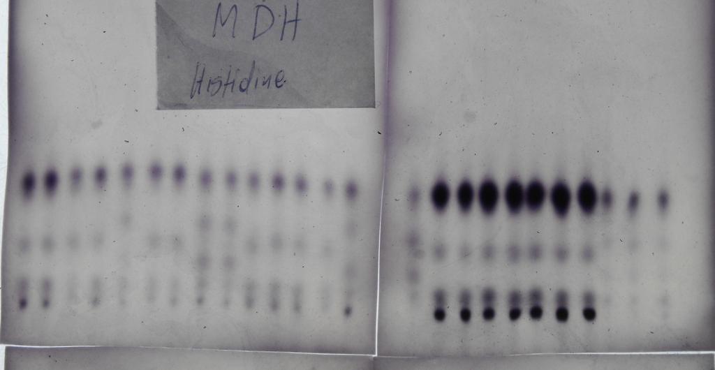 MDH-C παρουσίασαν 4 και 3 αλληλόµορφα αντίστοιχα.