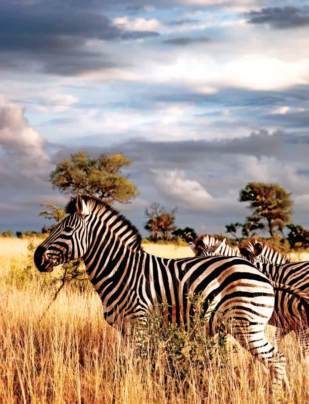 Animal attraction Africa s big five passed before the eyes (and lens) of Periklis Merakos in a life changing experience orchestrated by Singita.