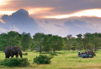 Fat beads of sweat pour down an enormous female elephant s forehead as she bashes her head into a tree in rabid fury.