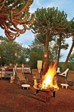 The fairy lights on the tables and trees complemented the blanket of stars twinkling in the sky, with the moon as its centrepiece RIGHT: COURTESY OF SINGITA Impalas are the most hunted pray in the