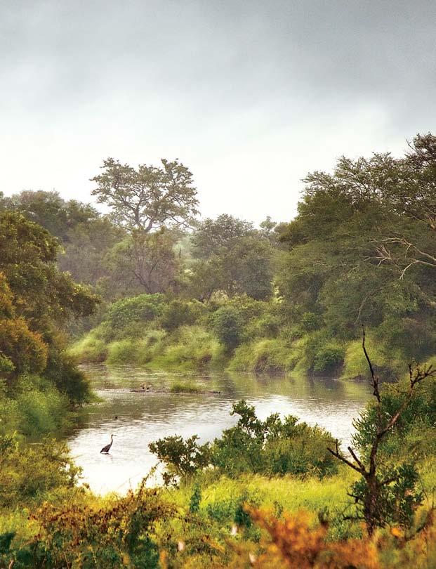 τις πολλές λίμνες στο Kruger National Park Στη δεξιά σελίδα από αριστερά: