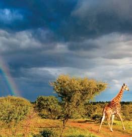 Tanzania Δύο εξωτικά θέρετρα σε Μπαλί και Τανζανία 104 Animal Attraction Safari adventure in South Africa Σαφάρι στη