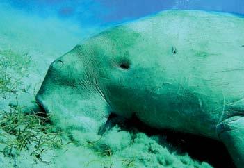 with a diverse ecosystem; a primary feeding ground for migratory birds, natural habitat of the endangered Right whale and its Minke, Humpback and Finback cousins, it is also one of the world s most
