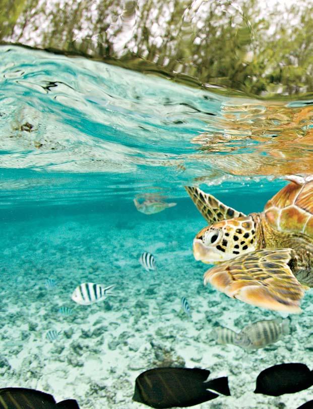 Michele Westmorland westmorlandimages.com Famous for her underwater photographs of marine life, Michele Westmorland also specialises in portraying indigenous peoples.