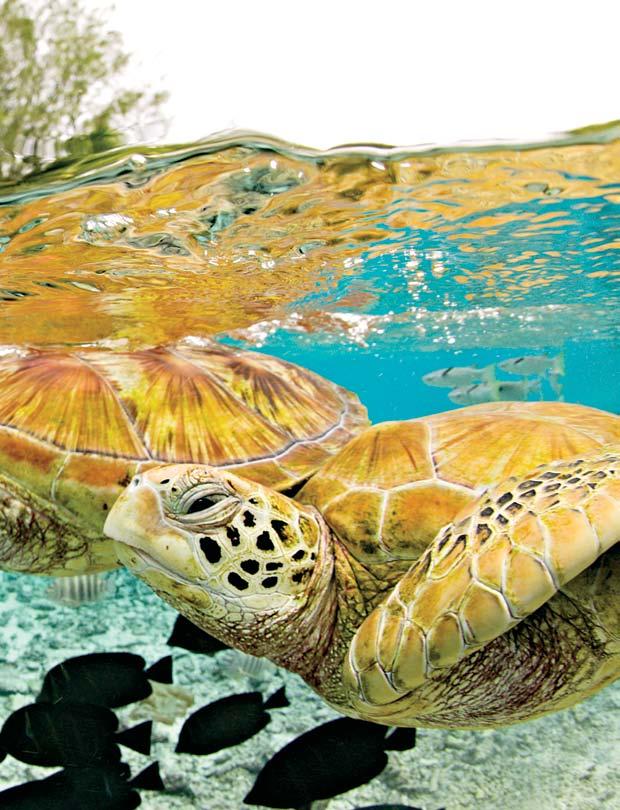 Endangered green sea turtles (Chelonia mydas) in large lagoon at The Turtle Center.