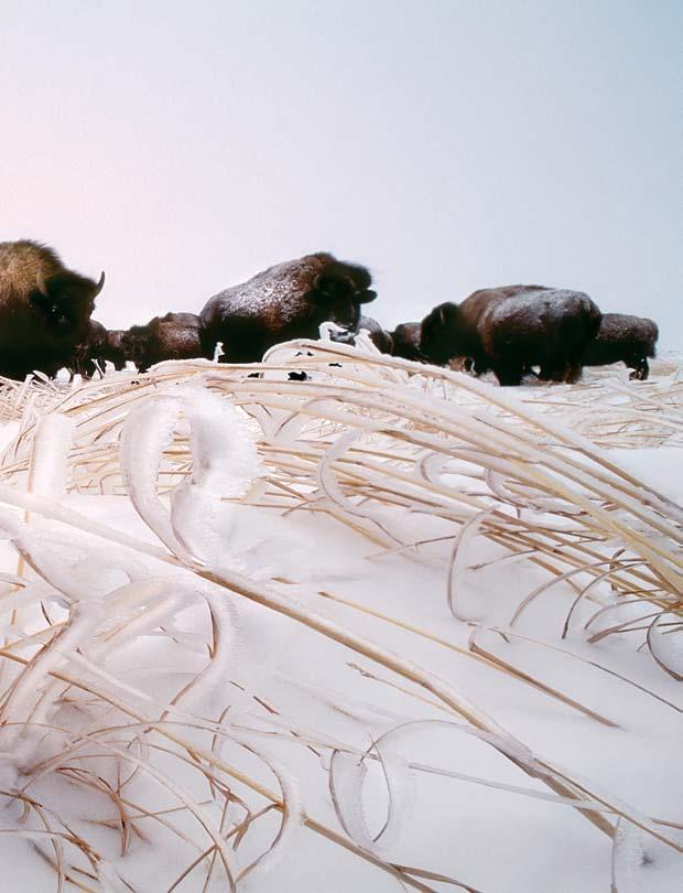 This image was one of four Jim Brandenburg images included in a unique collection that represents ILCP s 40 most important nature photographs of all time Μία από τις τέσσερις φωτογραφίες του Jim