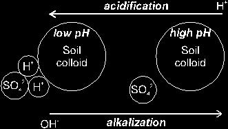 Το ph επηρεάζει τις φυσικοχημικές ιδιότητες του εδάφους, τη δραστηριότητα φυτών και μικροοργανισμών.