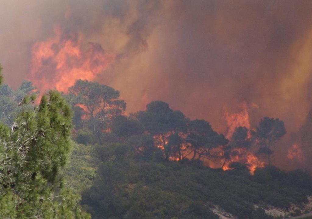 Εμποδίζει την καλλιέργεια του δάσους και ιδιαίτερα τις υλοτομίες, με αποτέλεσμα το κόστος εφαρμογής τους να γίνεται πολύ υψηλό και πολλές φορές ασύμφορο.