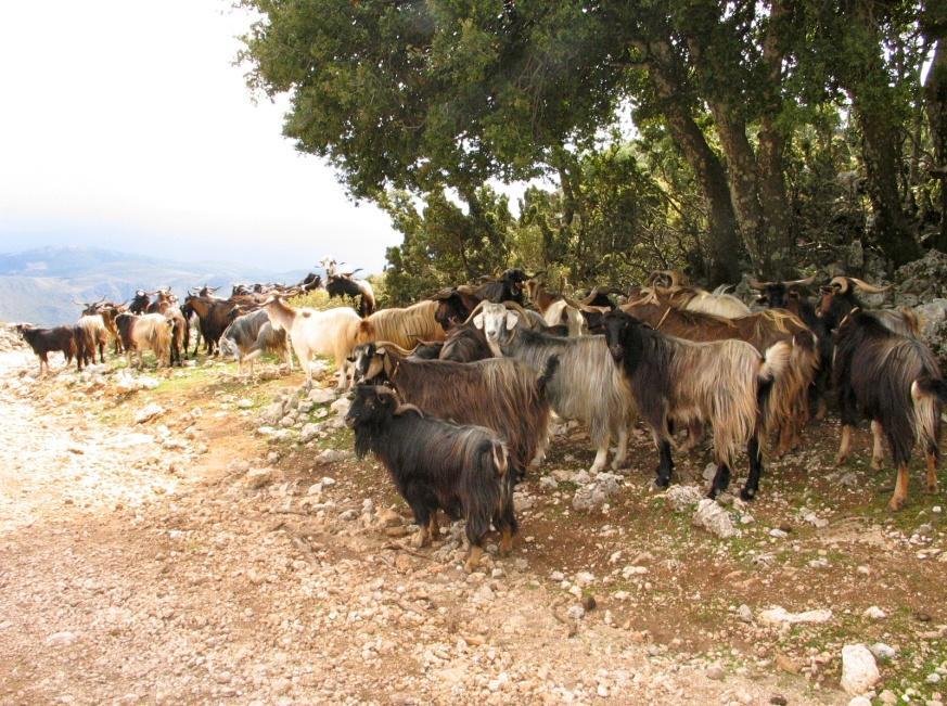 Για να συμβεί αυτό πρέπει η χρήση τους από τα ζώα να είναι ελεγχόμενη.