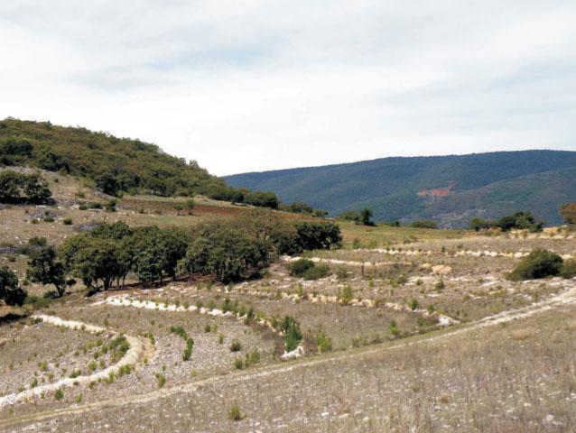 Πολλές αναδασώσεις χρειάζονται τη βόσκηση προκειμένου να ελεγχθεί η υποβλάστηση που αναπτύσσεται σε αφθονία μετά την κατεργασία του εδάφους και τη φυτεία των