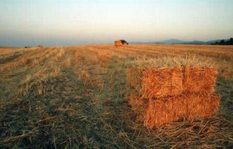 γεωργικής πρακτικής, γεγονός το οποίο είχε ως αποτέλεσμα να περιοριστεί σημαντικά