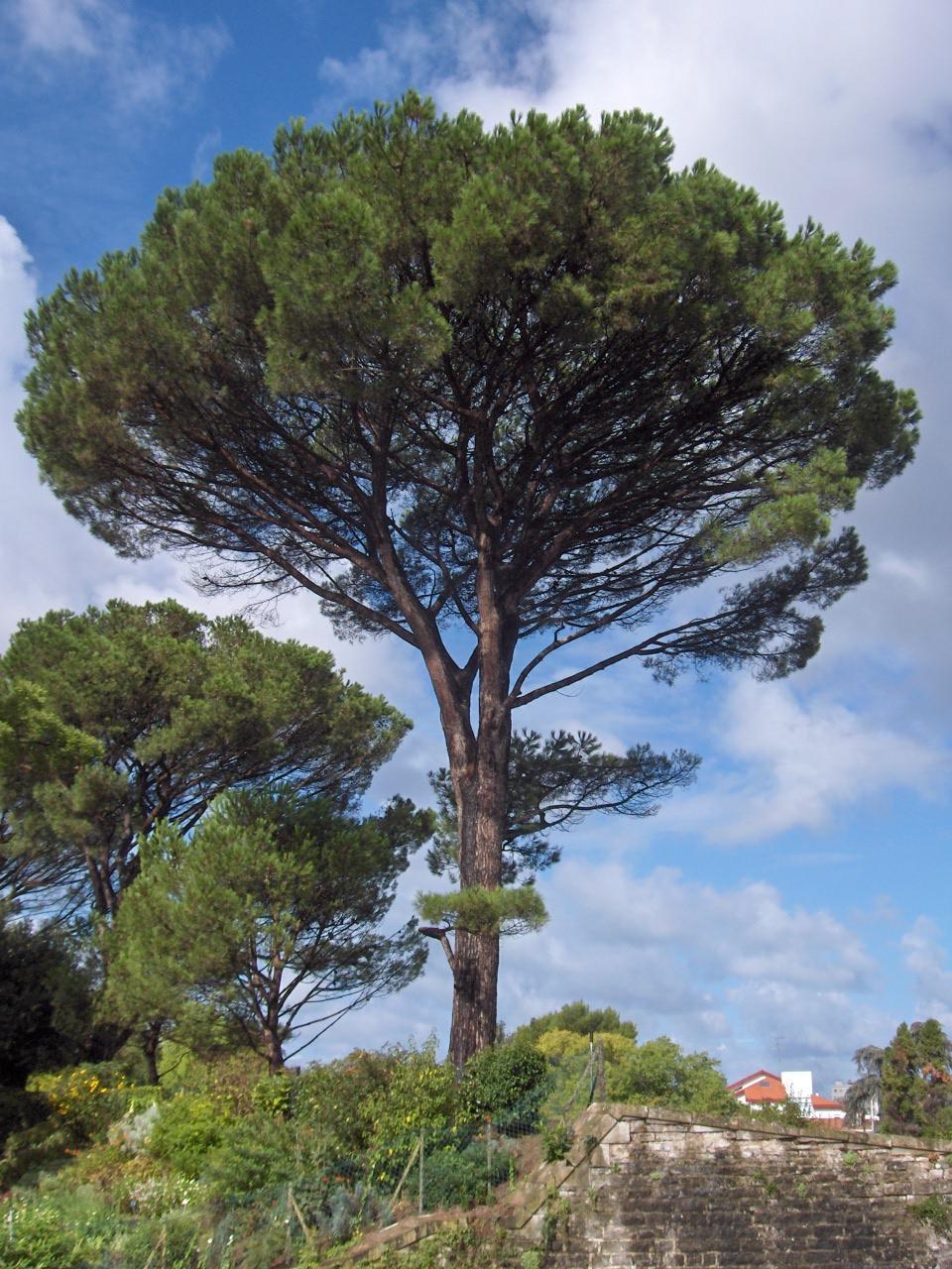 ΔΑΣΗ ΣΥΜΒΑΤΑ ΜΕ ΒΟΣΚΗΣΗ Αντίθετα με τα σκιόφιλα, τα φωτόφιλα δασοπονικά είδη δημιουργούν υπόροφο με ποώδη ή θαμνώδη φυτά, ακόμα και κάτω από κανονική διαχείριση.