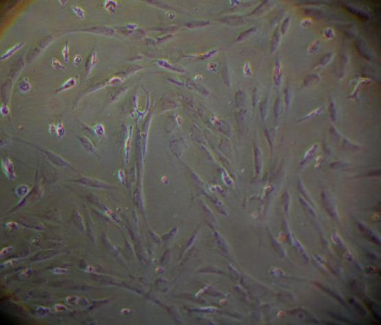 Βλαστοκύτταρα από τις μικτές καλλιέργειες μετά από 5 περάσματα. Τα κύτταρα διατηρούν τη μορφολογία τους και την ικανότητα τους να προσκολλώνται στην επιφάνεια της κυτταρικής καλλιέργειας.
