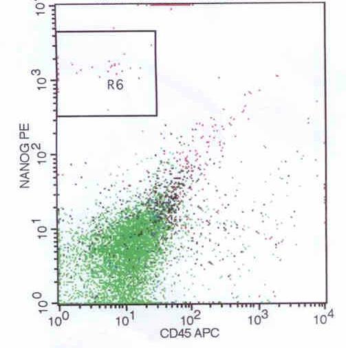 περιοχή R1 περιλαμβάνει τα CD184 θετικά κύτταρα Η περιοχή R2 συμπεριλαμβάνει τα κύττάρα προς μελέτη, τα οποία είναι μικρού μεγέθους.
