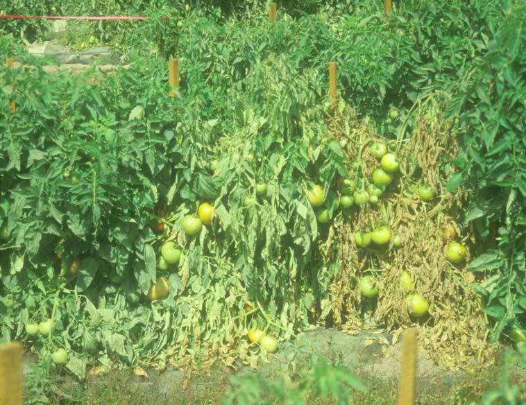 radicis lycopersici στα οποία φαίνεται το σύμπτωμα του μαρασμού (Pamela Roberts, University of