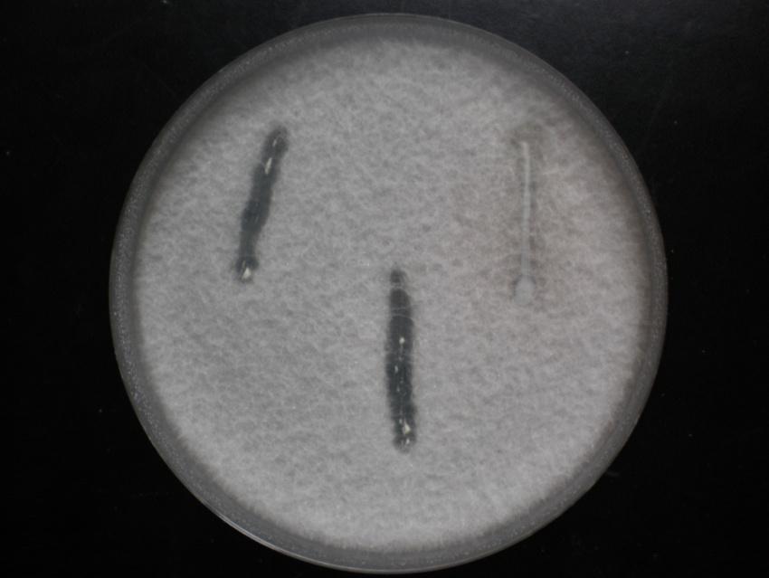Εικ. 11. Λύση των υφών του μύκητα Fusarium oxyspo