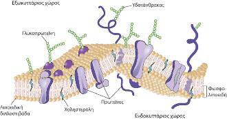 1. ΓΕΝΙΚΑ ΣΤΟΙΧΕΙΑ 15 Eικόνα 2. Η υφή της κυτταρικής μεμβράνης. τρέπουν τη διάχυση των υδατοδιαλυτών ουσιών ανάμεσα στο εξωκυττάριο και το ενδοκυττάριο υγρό.