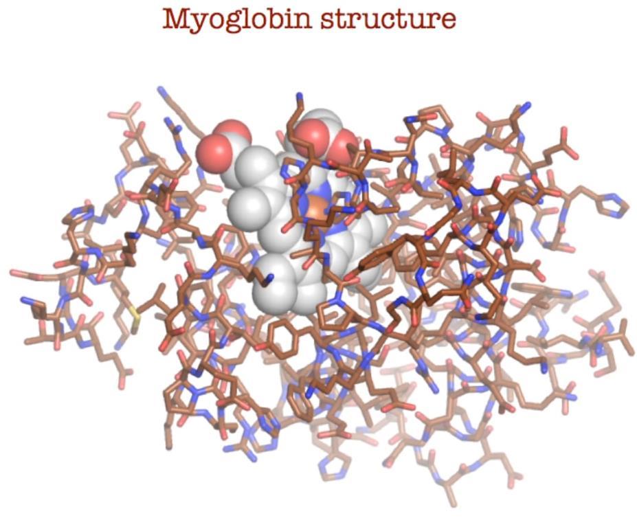 Δομή της μυοσφαιρίνης
