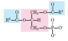 Síntesis de Triacilgliceridos Mecanismo de acción Fosfato de Dihidroxicetona Glicerol NADH + H + Gliceril 3 P deshidrogenasa Reducción