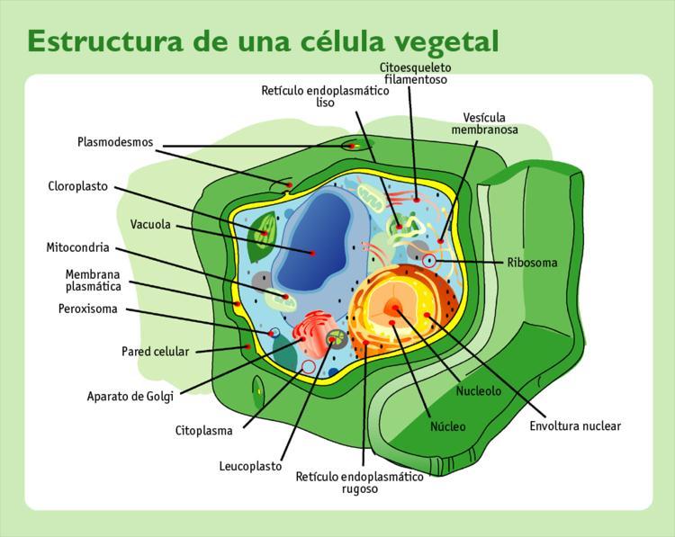 Ciclo del ácido glioxílico Los glioxisomas Los