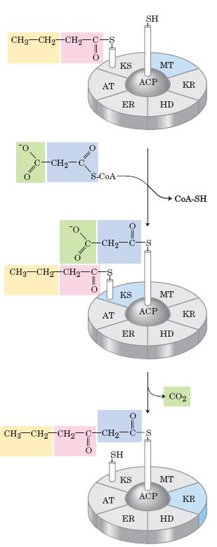 Síntesis de ácidos grasos: Mecanismo Cada vuelta se le van adicionando dos átomos de carbono a la cadena pre existente transferencia del malonilo Enzima: malonil Transferasa