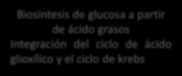 Ciclo del ácido glioxílico Biosintesis de glucosa a partir de ácido grasos Integración