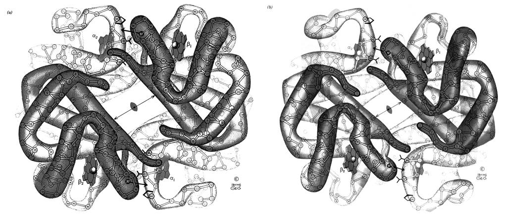Figura 3.49 Figura Hem-Fe(II) (feroprotoporfirina IX).