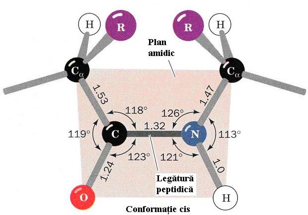 1 Legătura peptidică Legătura peptidică, plană şi rigidă, cu puţine excepţii, prezintă o conformaţie trans, astfel încât atomii de carbon α succesivi sunt situaţi pe părţile opuse ale grupării