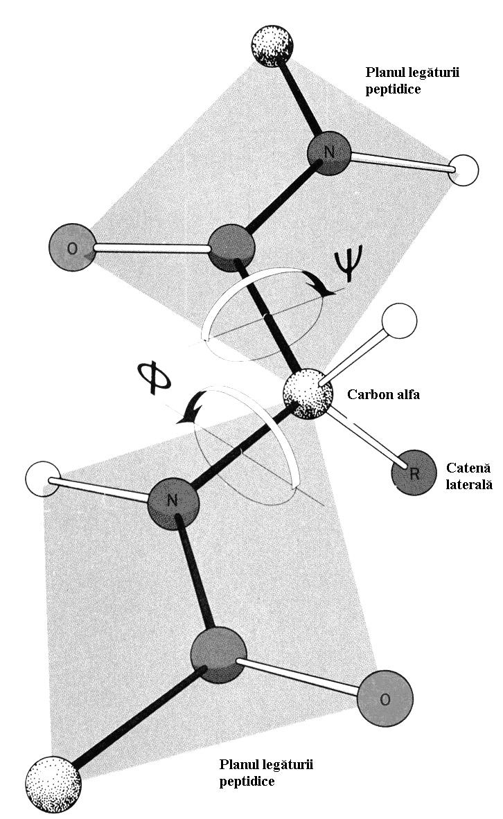 Diagrama Ramachandran referitoare la resturile de glicină dintr-o catenă polipeptidică dovedeşte acest plus de permisivitate.