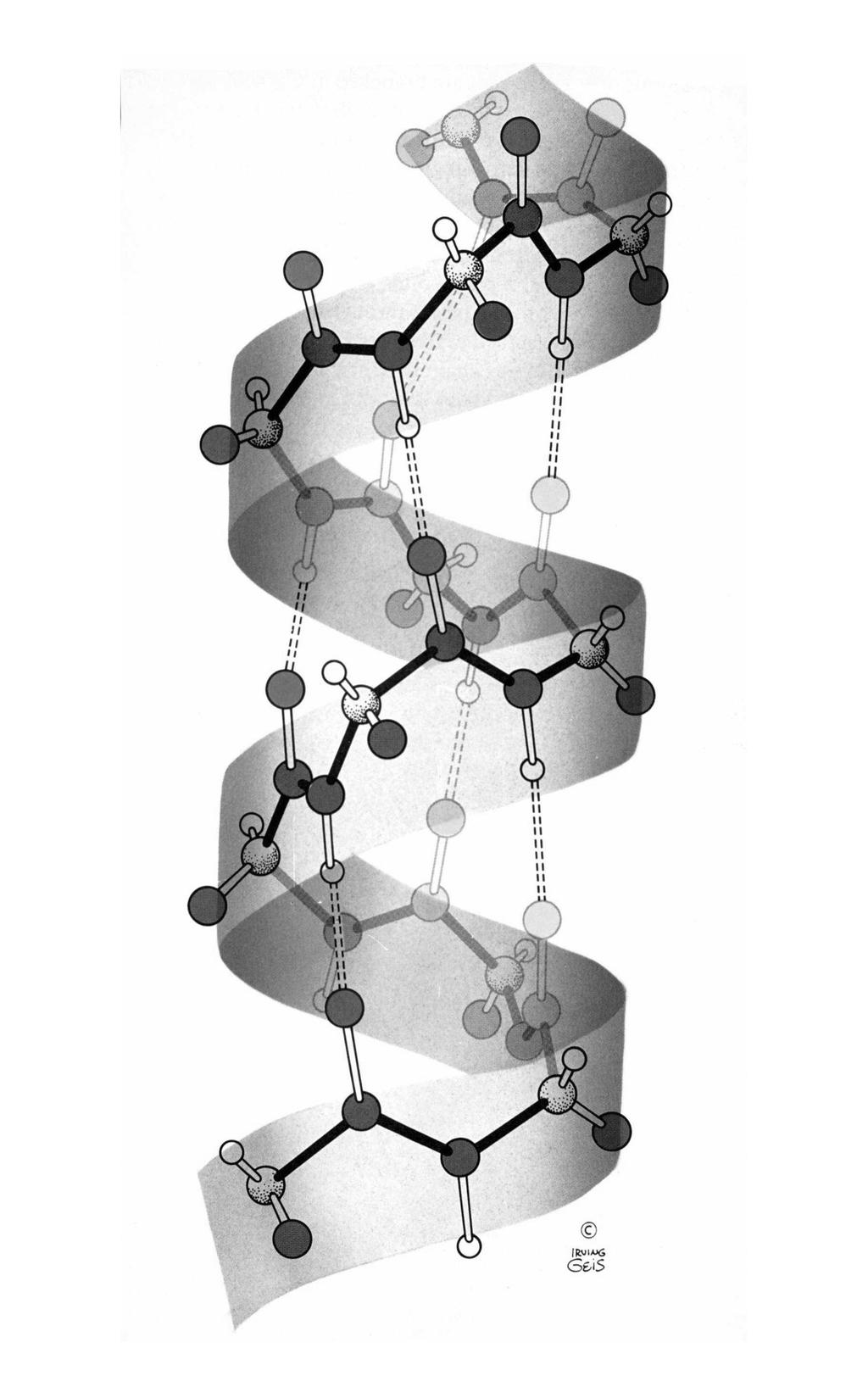 Structura α helix prezintă un moment de dipol, pentru că toate legăturile de hidrogen sunt orientate în aceeaşi direcţie şi sunt paralele cu axa structurii.