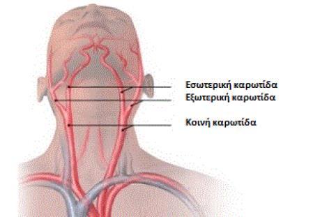 1.1 Δομή και λειτουργία της καρωτίδας 1.1.1 Ανατομικά χαρακτηριστικά Οι κοινές καρωτίδες (αριστερή και δεξιά κοινή καρωτίδα) είναι δύο αρτηρίες που τροφοδοτούν με αίμα την κεφαλή και το λαιμό.