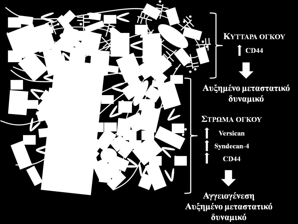 τουσ μη-ςεμινωματϔδεισ ϐγκουσ διαπιςτϔθηκε ϐτι το μεταςτατικϐ δυναμικϐ των νεοπλαςματικϔν κυττϊρων αυξϊνει ϐςο ελαττϔνεται η ϋκφραςη τησ syndecan-4, ςε ςχϋςη με τα κϑτταρα του ςεμινϔματοσ που