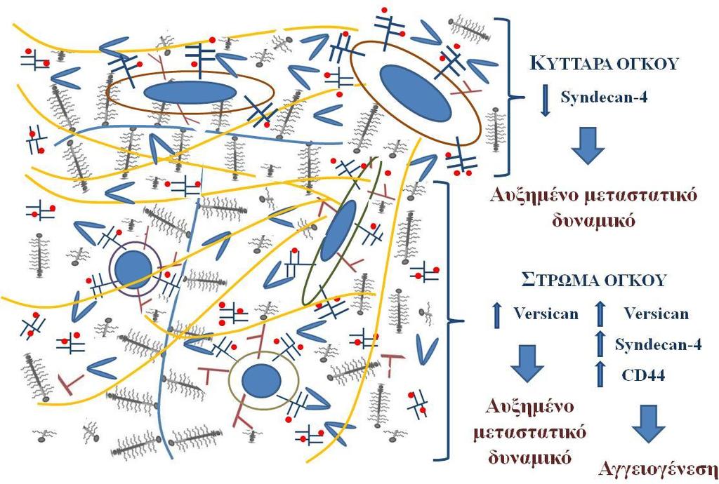 Επιπλϋον, η ϋκφραςη των versican, syndecan-4 και CD44 ςυςχετύςτηκε με τη νεοαγγειογϋνεςη ςτο ςτρϔμα των ϐγκων προτεύνοντασ ϐτι οι