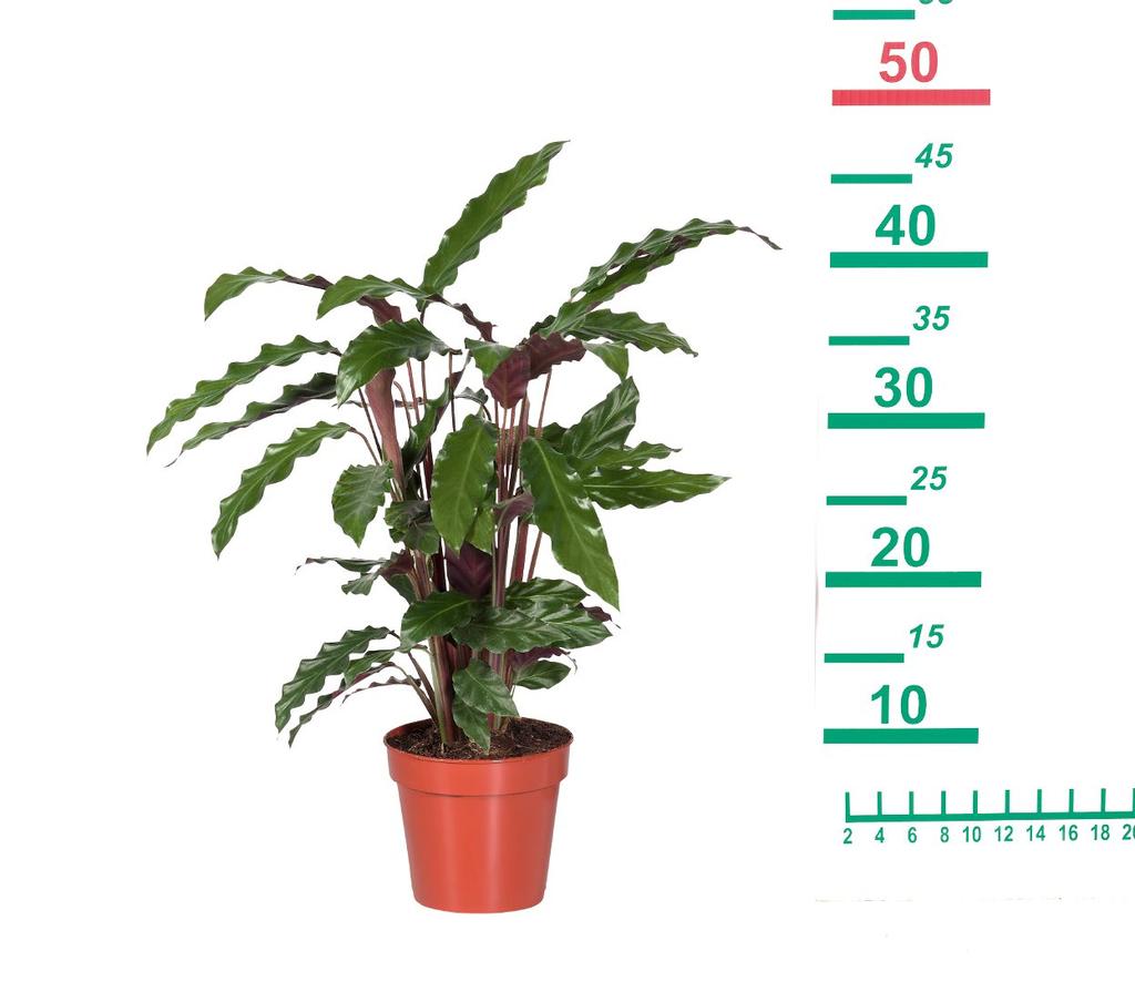 10-20cm Βολβοί Υάκινθου 2.