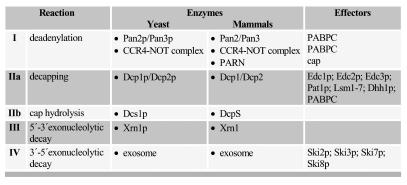 κάλυµµα υδρολύεται από το DcpS (Liu et al., 2002) (Εικόνα 5a).