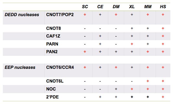 Πίνακας 4. Ποικιλοµορφία των αποαδενυλασών (Goldstrohm and Wickens, 2008). SC: S.cerevisiae, CE: C. elegans, DM: D.melanogaster, XL: X.laevis, MM: M. musculus, HS: H.
