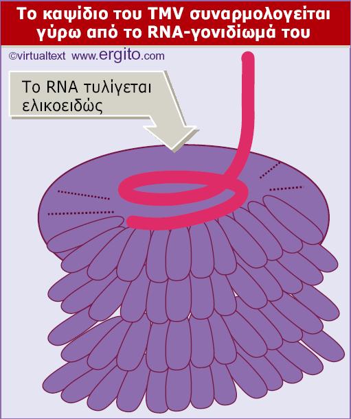 Ηελικοειδήςδιαδρομή του RNA του ιού TMV δημιουργείται